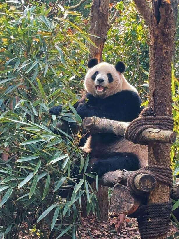 Chengdu: Hidden Wonders Day Tour with Wolong Panda Base - Wolong Panda Base: pandas in a semi-wild sanctuary
