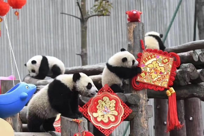 Chengdu Kung Fu Panda Tour Tai Chi, Martial Arts and Panda Base - Should You Book This Kung Fu Panda Tour?