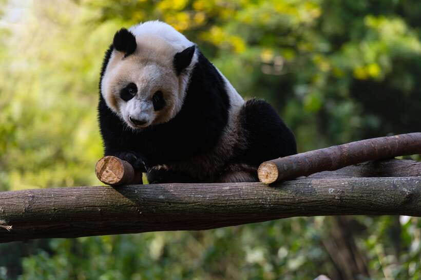Chengdu: Leshan Buddha Optional Tours w/ Transfer or Guide - Your 3-Hour Mountain Walk, Free Time, and How to Pace It