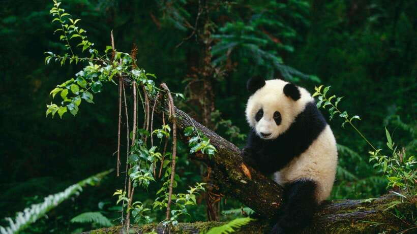 Chengdu：Panda Base Entry Ticket & English PDF Guidebook - Key points to know before you go