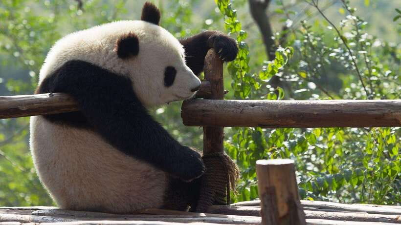 Chengdu：Panda Base Entry Ticket & English PDF Guidebook - Should You Book This Chengdu Panda Base Entry Ticket?