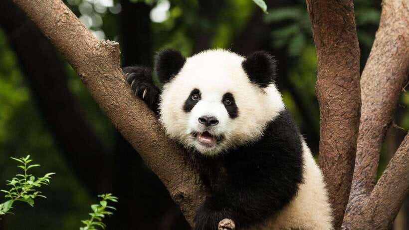 Chengdu：Panda Base Entry Ticket & English PDF Guidebook - Entering The Chengdu Panda Base With Passport Ticketing