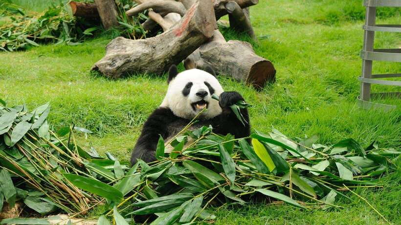 Chengdu：Panda Base Entry Ticket & English PDF Guidebook - Choose Your Time Slot: Morning Panda Action vs Afternoon Pace