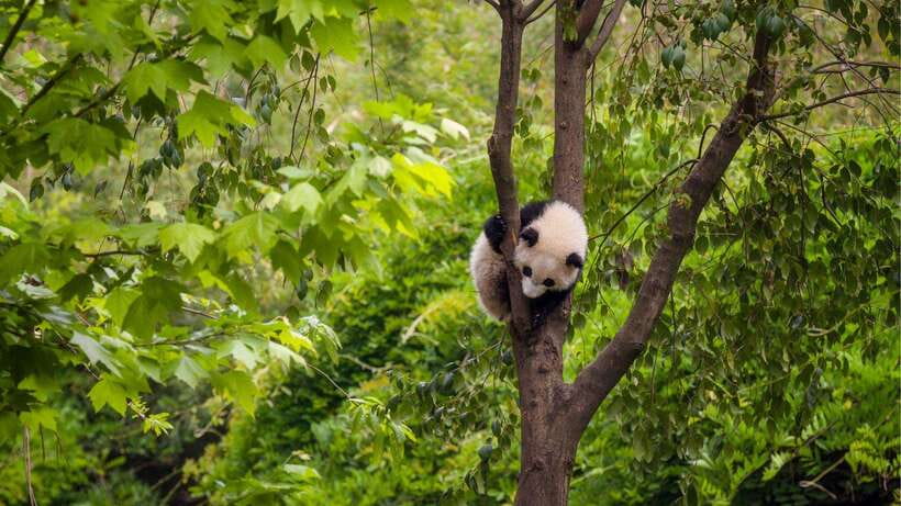 Chengdu：Panda Base Entry Ticket & English PDF Guidebook - What You’ll See Inside the 3.07 km² Base
