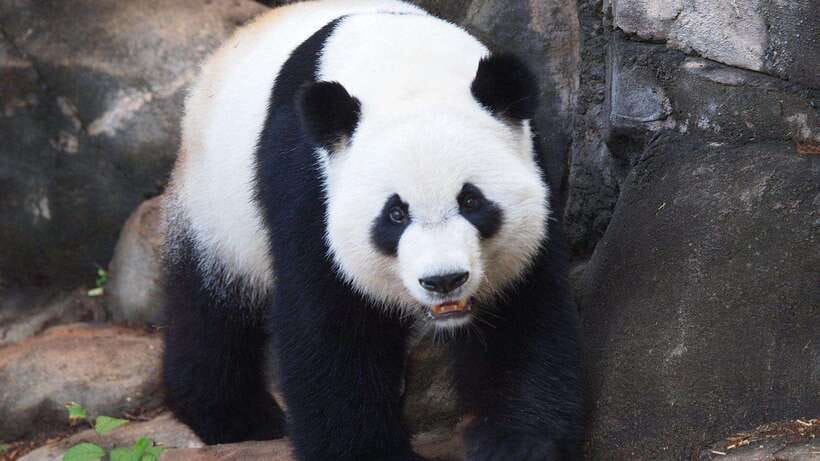 Chengdu：Panda Base Entry Ticket & English PDF Guidebook - Feeding Times and Panda Viewing Strategy That Works in Real Life