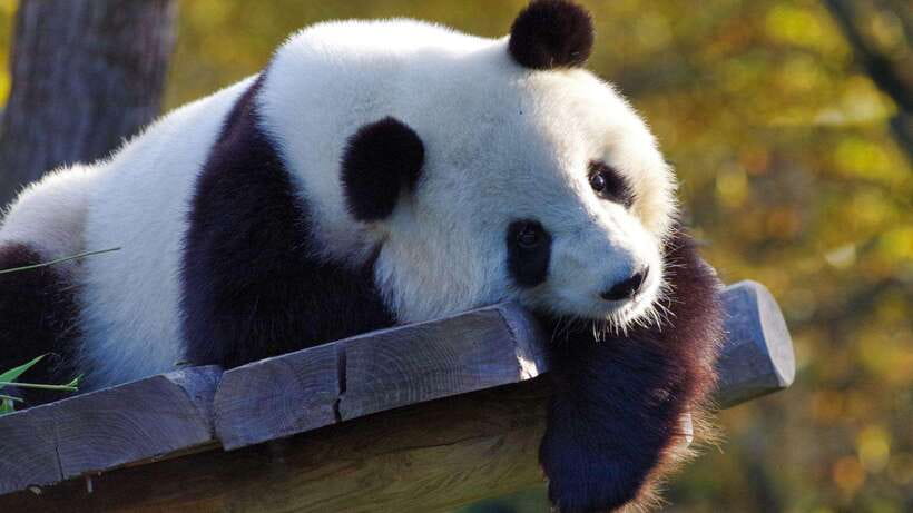 Chengdu：Panda Base Entry Ticket & English PDF Guidebook - Walking, Shuttle Buses, and How to Pace a Big Day