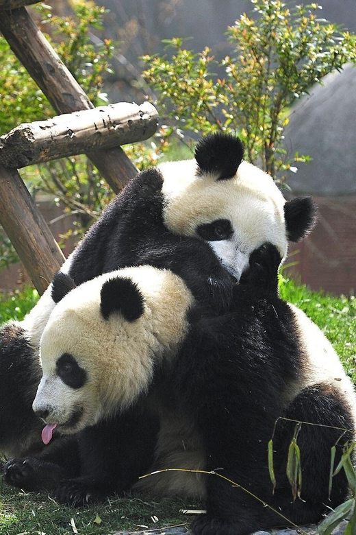 Chengdu：Panda Base Entry Ticket & English PDF Guidebook - Price and Value: Why This $20 Entry Option Can Be Worth It