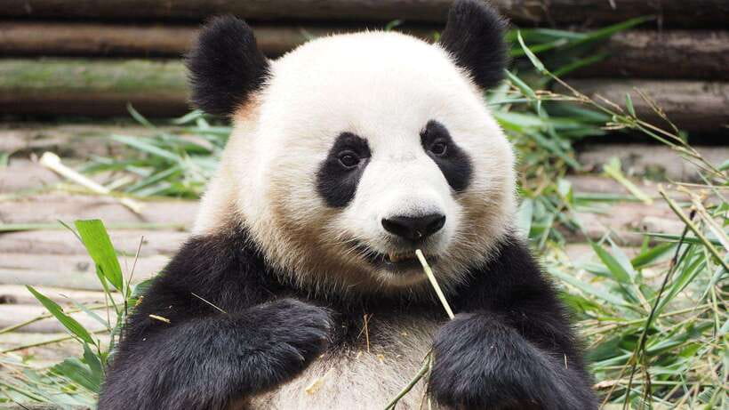 Chengdu：Panda Base Entry Ticket & English PDF Guidebook - Who This Ticket Is Best For