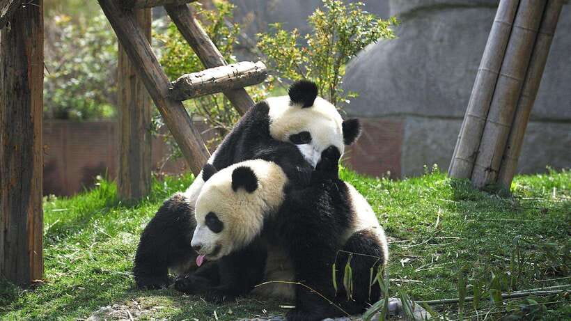 Chengdu：Panda Base Entry Ticket & English PDF Guidebook - The English PDF Guidebook: Your Map, Routes, and Feeding-Time Timing