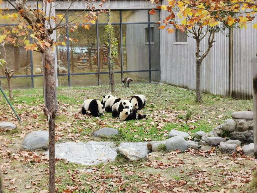 Chengdu: Panda Base Half Day Group Tour - Practical tips for the day: make the morning easier