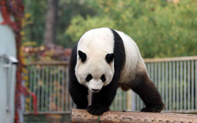 Chengdu: Panda Base Half Day Group Tour - Panda Base value: why this short visit works