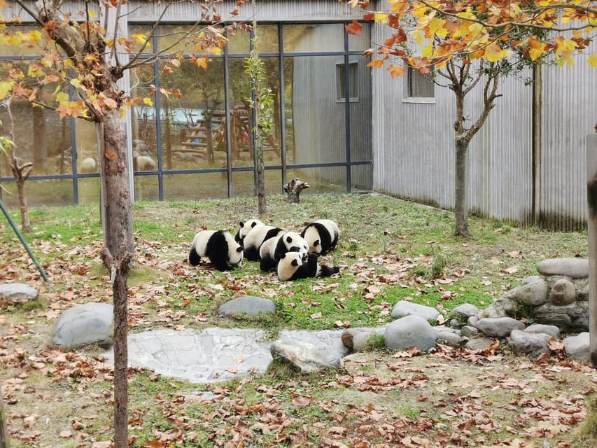 Chengdu: Panda Base Half Day Group Tour - Panda Nursery: seeing the cubs up close