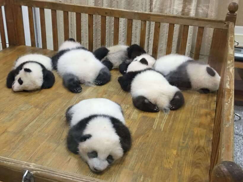 Chengdu: Panda Base Half Day Group Tour - Who this tour suits best, and who should rethink it