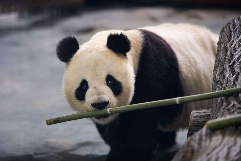 Chengdu: Panda Base Half Day Group Tour - Getting from downtown Chengdu to the Research Base