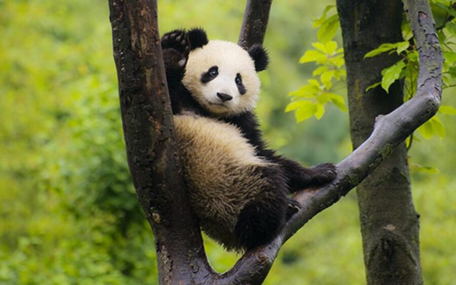 Chengdu panda base half day tour - Should you book the Chengdu panda base half day tour?