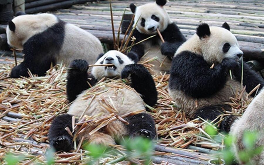 Chengdu panda base half day tour - Skipping the ticket line so you can get to panda time quicker