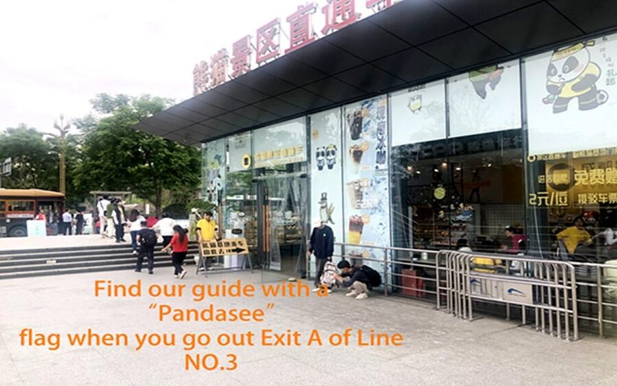 Chengdu panda base half day tour - Your guided route for more active pandas and less crowd stress
