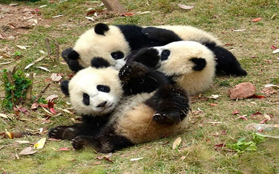 Chengdu panda base half day tour - Practical tips that will make your panda day easier