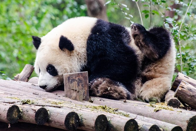 Chengdu: Panda Base Leshan Buddha Tour(or Half Day Panda Base ) - Panda base timing: 2.5 to 3 hours that can actually feel alive