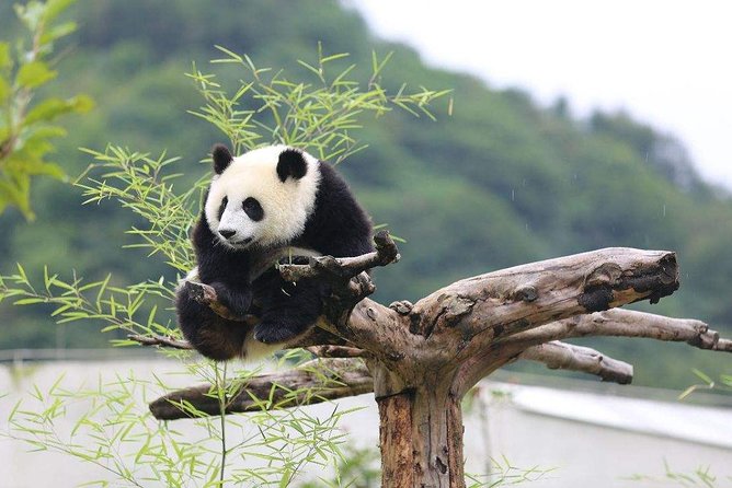 Chengdu: Panda Base Leshan Buddha Tour(or Half Day Panda Base ) - Leshan Giant Buddha: what you see, and what to watch for