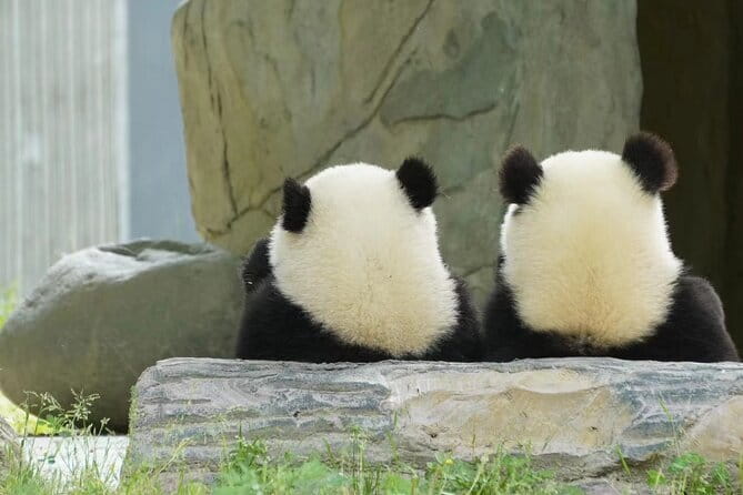 Chengdu Panda Breeding Base Ticket w/ Optional Transfer or Guide - Your Guide Makes the Difference: Joy, Shine, Bella, Joe, Rosalie, and Lillian