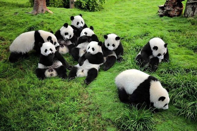 Chengdu Panda Breeding Base Ticket w/ Optional Transfer or Guide - Who Should Book This Panda Base Experience