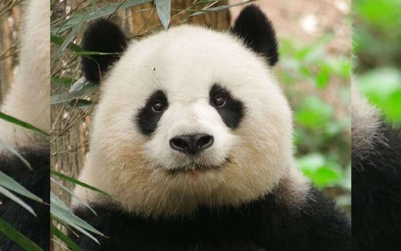 Chengdu: Panda Breeding Base Tickets Booking - Why this Chengdu Panda Base visit feels different than a quick zoo stop