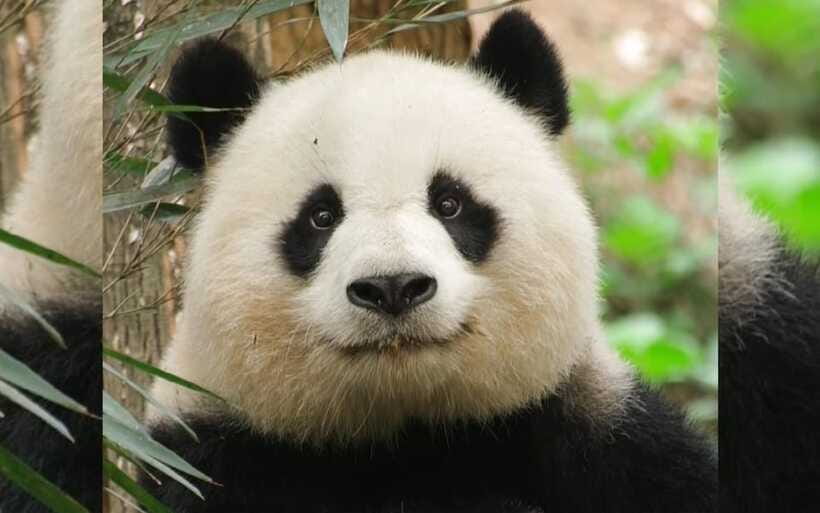 Chengdu: Panda Breeding Base Tickets Booking - Getting to the Panda Base from Chengdu, with real-world routes