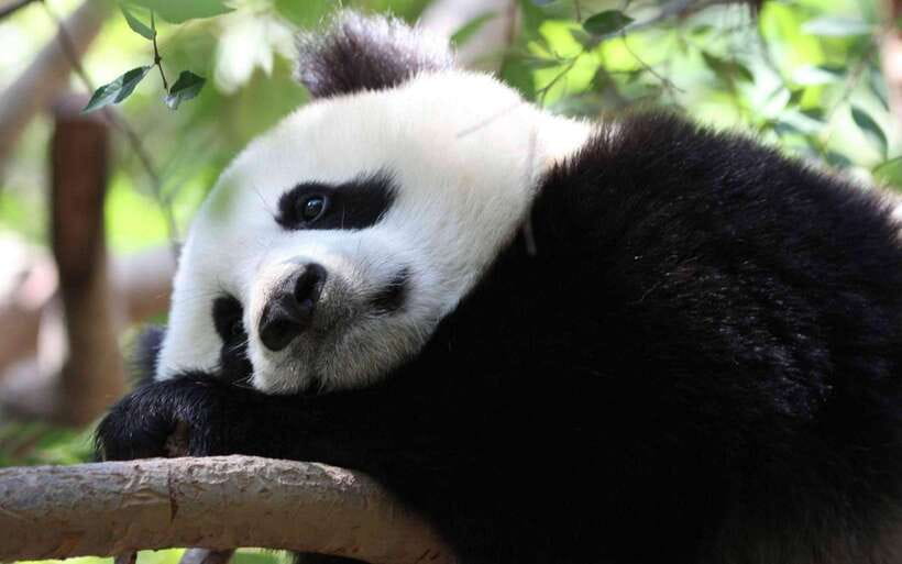 Chengdu: Panda Breeding Base Tickets Booking - Your half-day plan inside the base: how time and panda behavior work