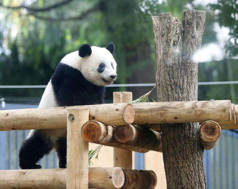Chengdu: Panda Breeding Base Tickets Booking - Practical flow at the park: how to enjoy 3 hours without feeling rushed