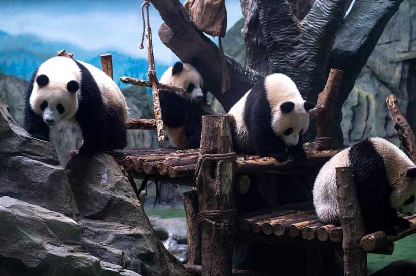 Chengdu: Panda Breeding Base Tickets Booking - Price and logistics: is $19 a smart choice for you?