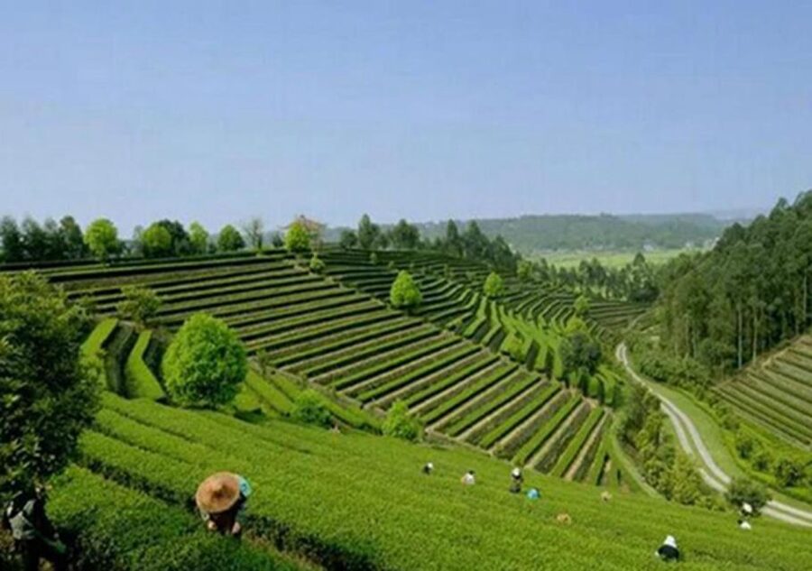 Chengdu panda & Leshan Buddha One Day Private Tour - Passport Paperwork: This Is the One Admin Step You Should Not Skip