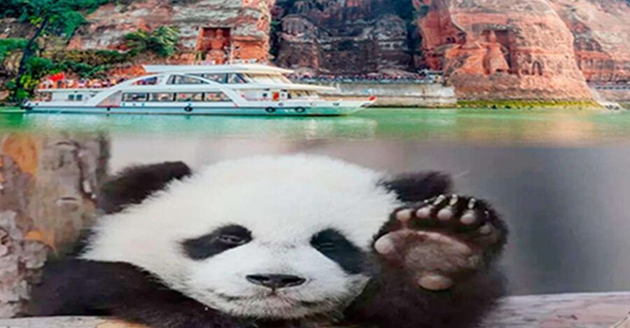 Chengdu panda & Leshan Buddha One Day Private Tour - The Big Picture: Chengdu Panda Base and Leshan in One Shot