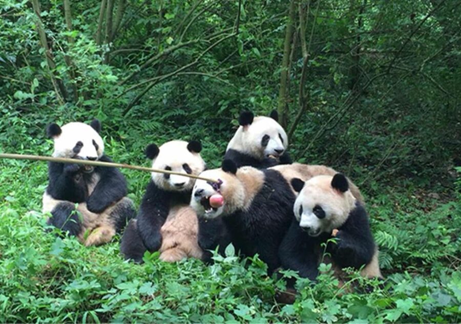 Chengdu panda & Leshan Buddha One Day Private Tour - What Your Chengdu Morning Feels Like (Yes, There Is a Walk)