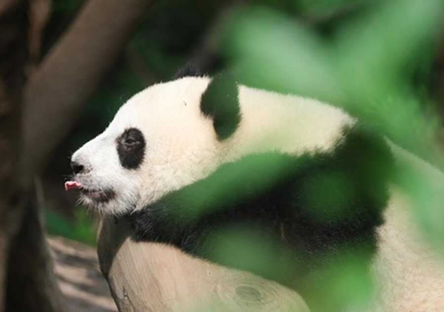 Chengdu panda & Leshan Buddha One Day Private Tour - Private Transportation: Why the Car Time Matters
