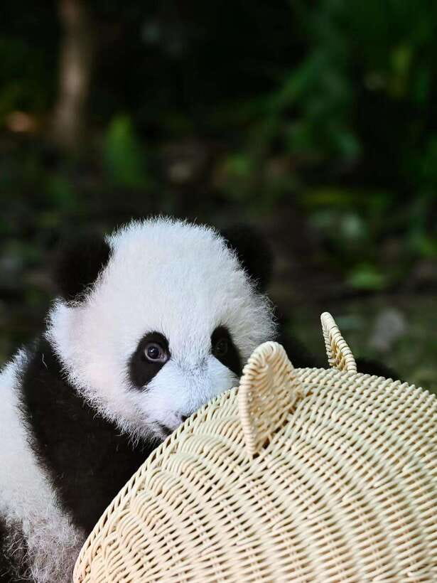 Chengdu: Panda Research Base Ticket or Private Transfer Tour - Key things to know before you go