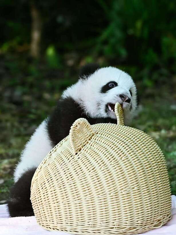 Chengdu: Panda Research Base Ticket or Private Transfer Tour - The Panda Base Experience That Feels Like a Day Out, Not a Production