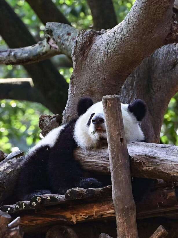 Chengdu: Panda Research Base Ticket or Private Transfer Tour - Private Transfer From Your Hotel: When It’s Worth Paying for Convenience