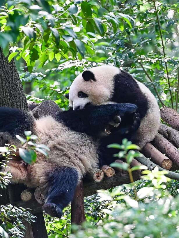 Chengdu: Panda Research Base Ticket or Private Transfer Tour - Admin Reality: Real-Name Tickets and Why Passport Details Matter