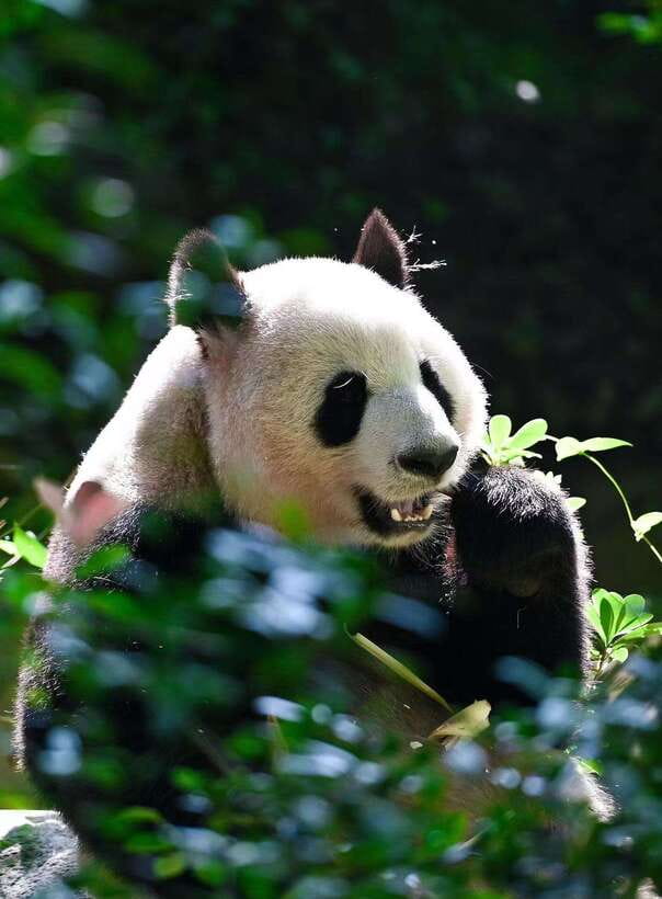 Chengdu: Panda Research Base Ticket or Private Transfer Tour - Lunch, Personal Spending, and How to Keep Your Day Comfortable