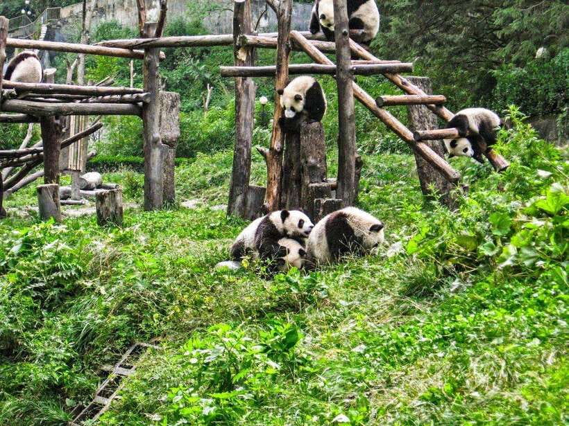 Chengdu: Panda Research Base Ticket or Private Transfer Tour - Ticket Options, Entry Timing, and What the Included 4 Hours Actually Means