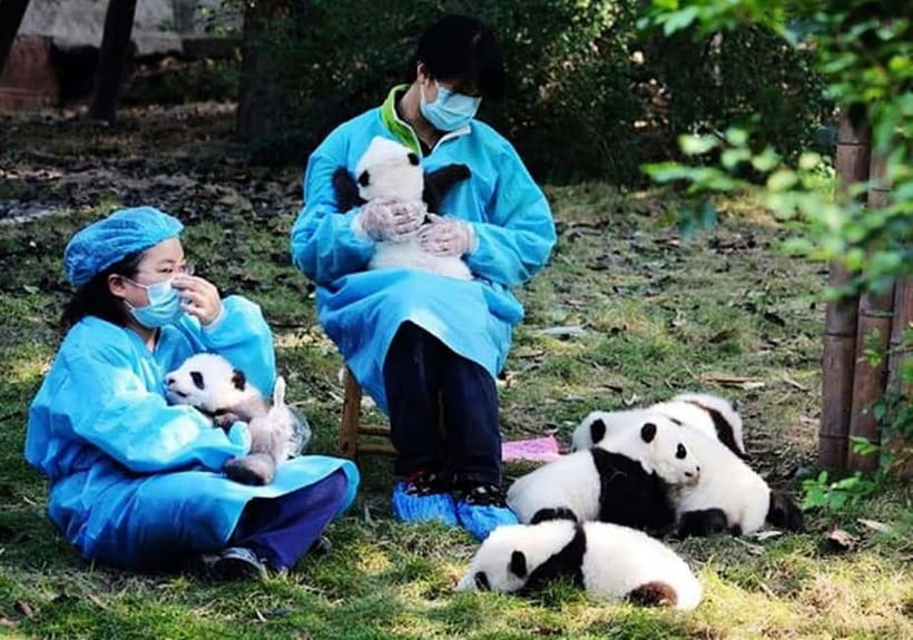 Chengdu: Panda Research Base Ticket or Volunteer Day Trip - Key Things You’ll Notice Right Away