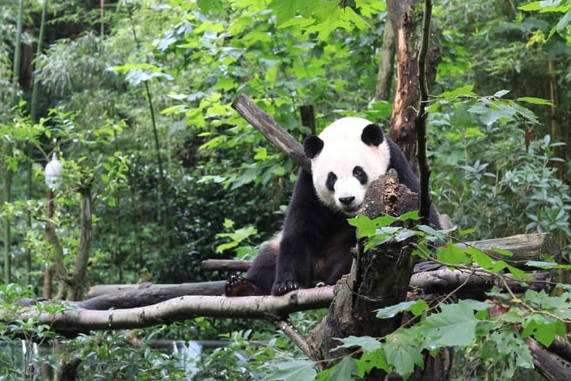 Chengdu: Panda Research Base Ticket or Volunteer Day Trip - Chengdu Panda Base, Panda Musical, and Panda Planet Lights, Together