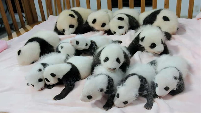 Chengdu: Panda Research Base Ticket or Volunteer Day Trip - Panda Musical Matinee: Panda Folklore With Sichuan Themes