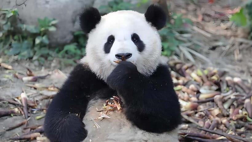 Chengdu: Panda Research Base Ticket or Volunteer Day Trip - Panda Planet Light Exhibition: Projection Mapped Habitats and a 360° Show