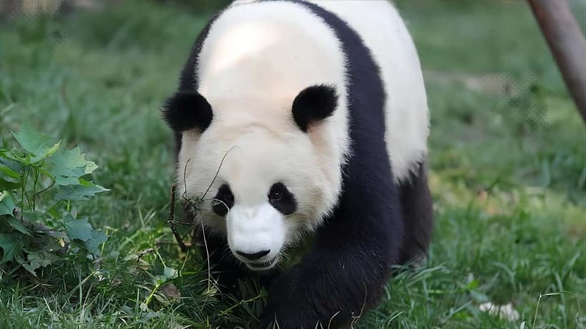 Chengdu: Panda Research Base Ticket or Volunteer Day Trip - Volunteer Day Trips: Dujiangyan, Wolong Shenshuping, Ya’an Bifengxia