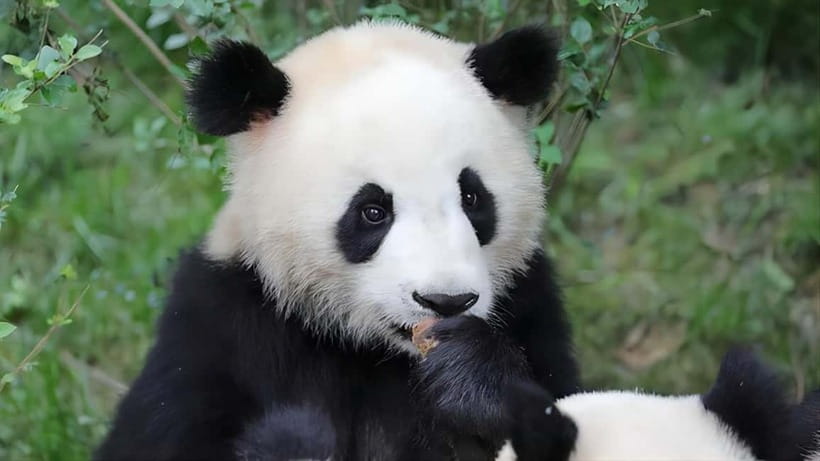 Chengdu: Panda Research Base Ticket or Volunteer Day Trip - Crowds, Noise, and Hot Weather Rules You Should Know