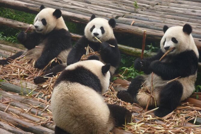 Chengdu Panda Research Base Tickets And Optional Private Tour - Tickets versus a private guided tour: where your money actually goes