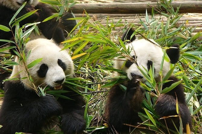 Chengdu Private Day Tour to Emei Mountain with Lunch and Cable Car Ride - Golden Summit Lunch, Baoguo Temple Stop, and the Descent
