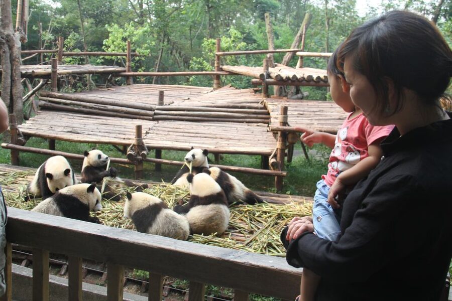 Chengdu: Private Panda Base Tour with 80 Pandas - Key points before you go